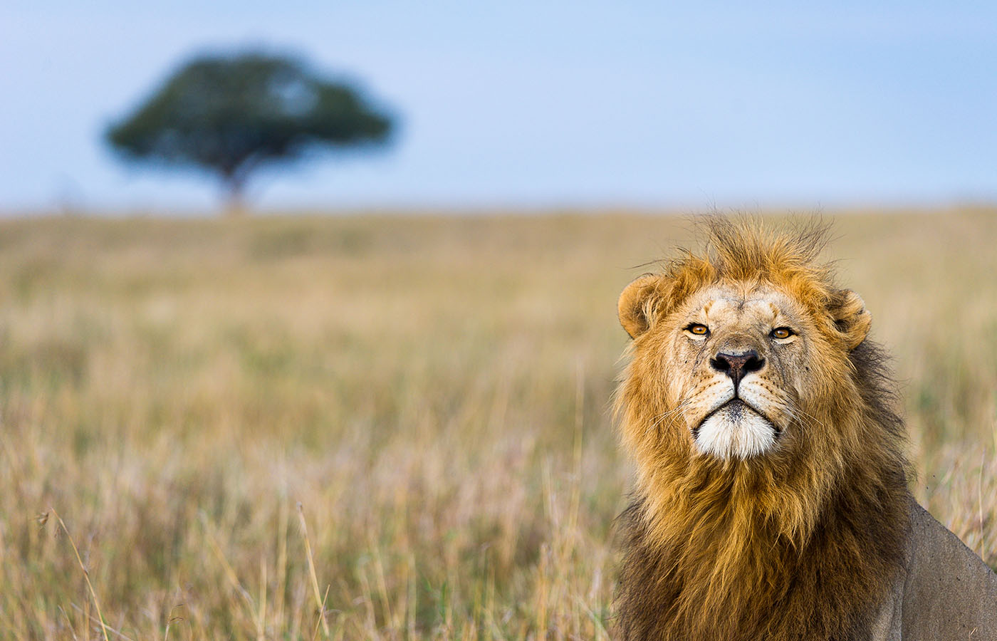 Dusty Boots Travel - Lion - Kenya - By Isak Pretorius