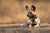 Dusty Boots Travel - Wild Dog - South Luangwa - Canon R6 RF 400mm F2.8 