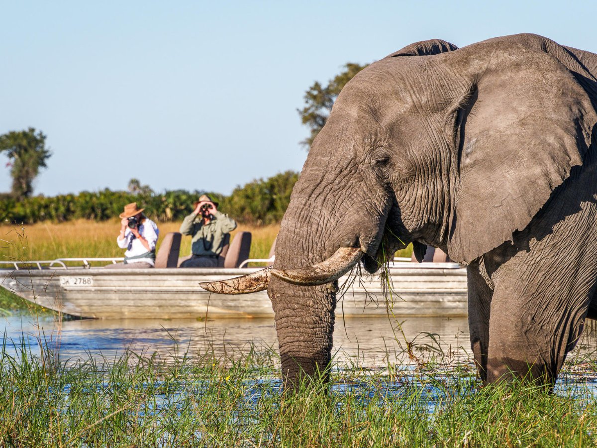 Elephant grazing in shallow waters of the Okavango Delta with guests on boat in background - Jao reserve Botswana