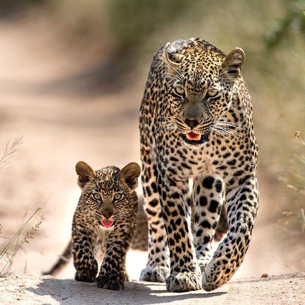 Singita Leopard Sabi Sand Ross Couper