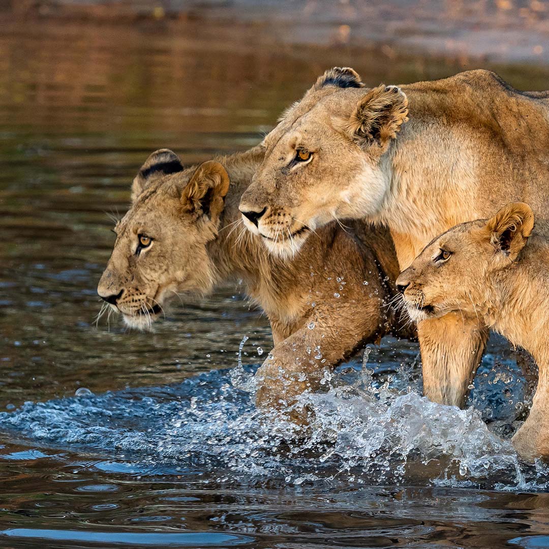 Dusty Boots Travel - Vumbura - Lion Pride Water Crossing