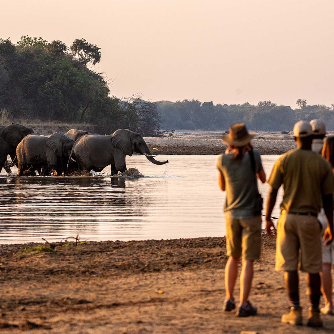 Dusty Boots Travel - Elephants crossing the river at Takwela Camp in Zambia