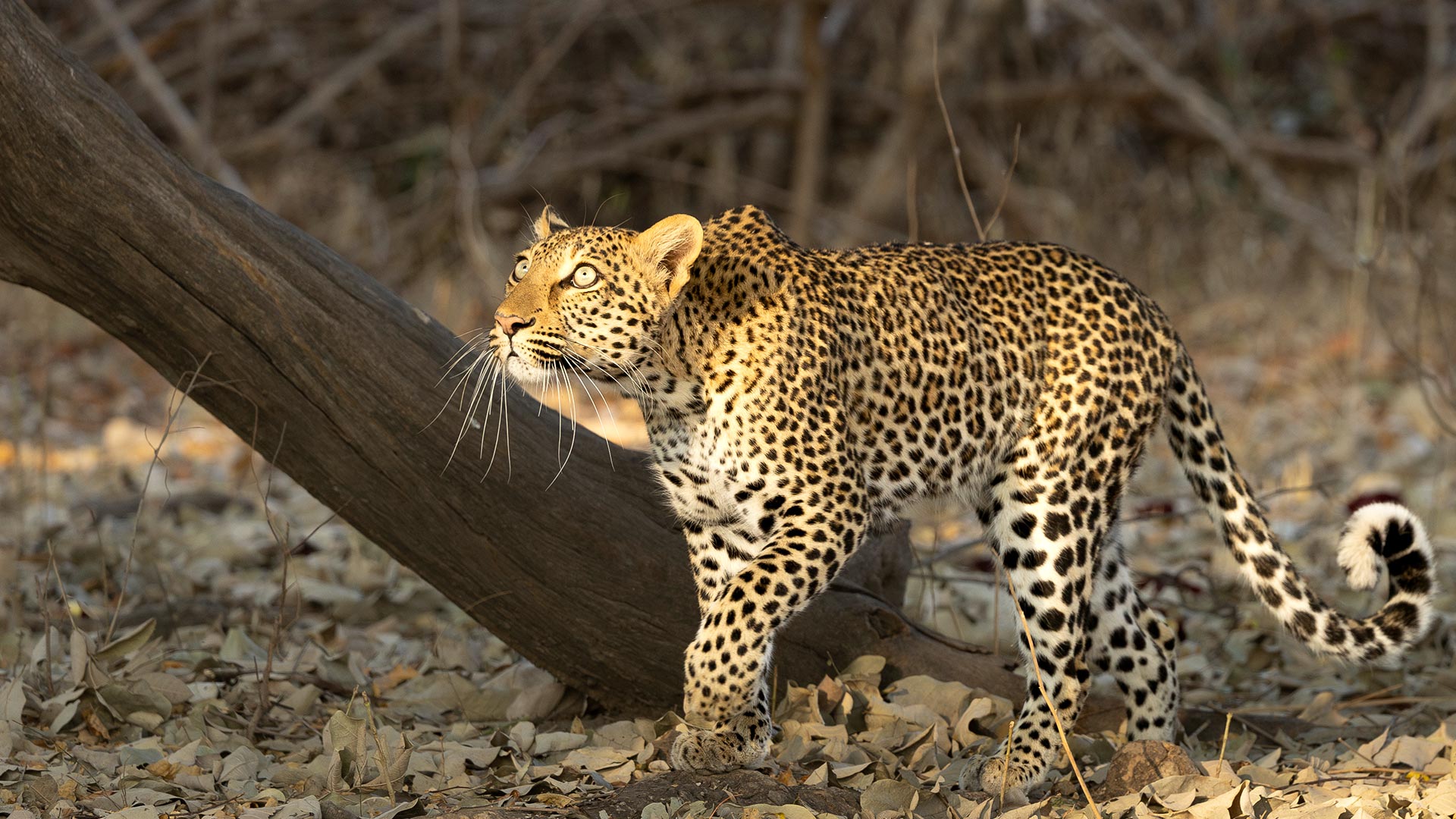 Dusty Boots Travel - Leopard at Mwamba Bush Camp in South Luangwa, Zambia