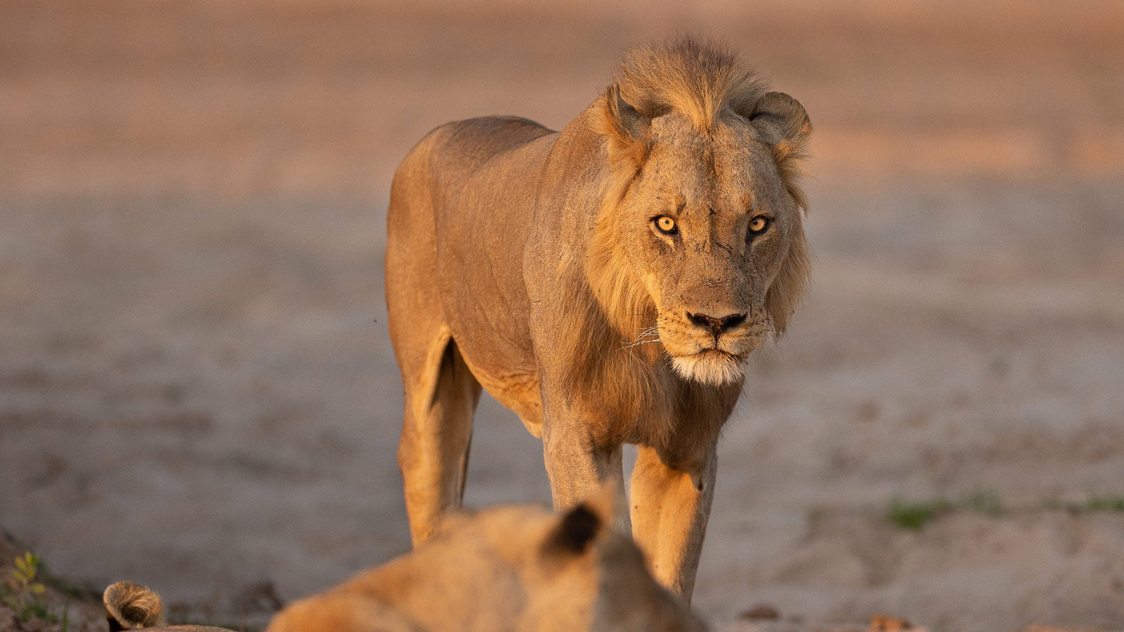 Dusty Boots Travel Lion in South Luangwa National Park Zambia
