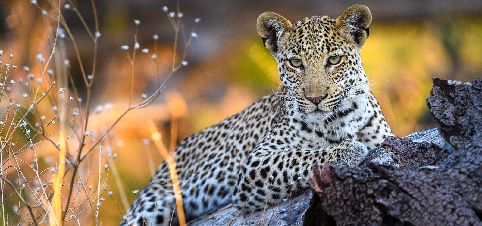 Leopard at Qorokwe Camp in Botswana