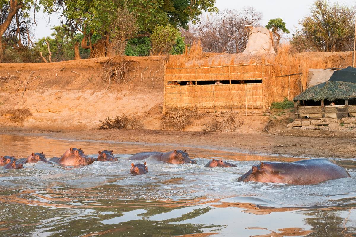 Dusty Boots Travel - Shenton Safaris Photo Hide - South Luangwa National Park Zambia - Wildlife Photography