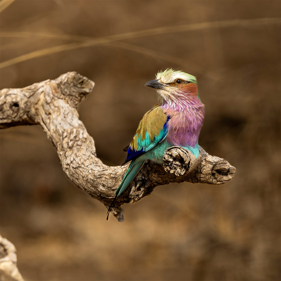 Dusty-Boots-Travel-Chiawa-Camp-Lilic-Breasted-Roller-Lower-Zambezi