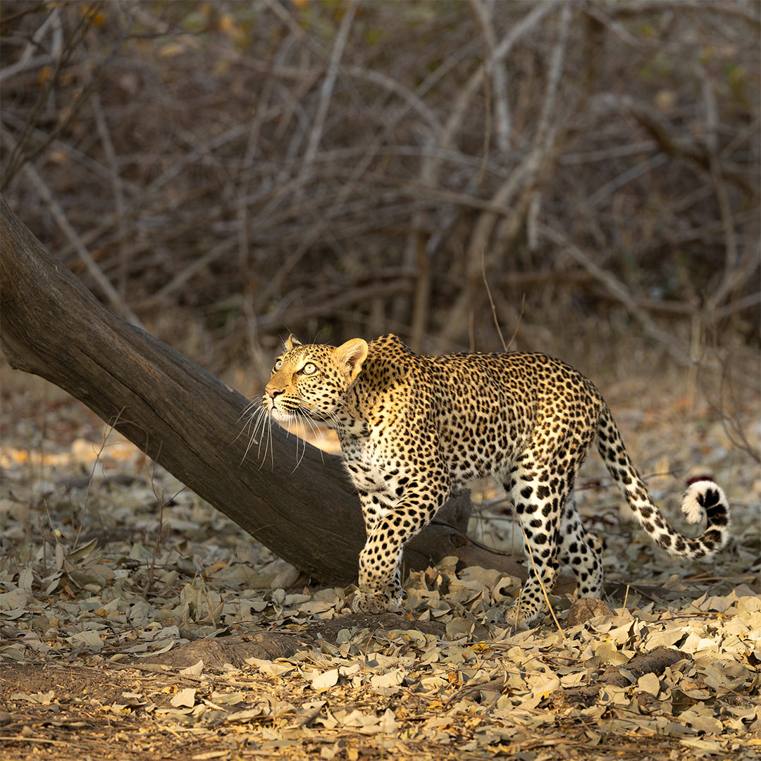 Dusty Boots Travel Mwamba Bush Camp South Luangwa Leopard Sighting