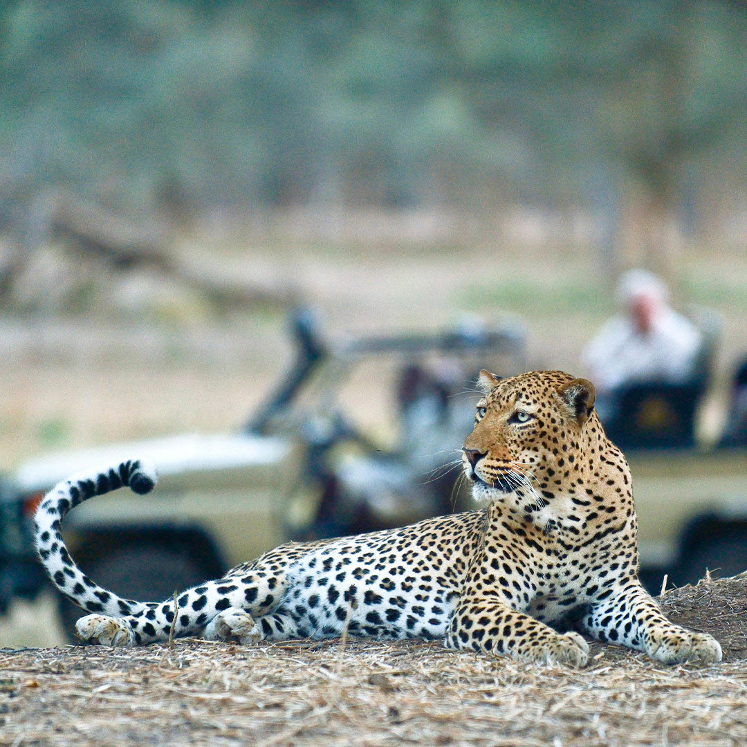 Dusty Boots Travel Old Mondoro Camp Leopard