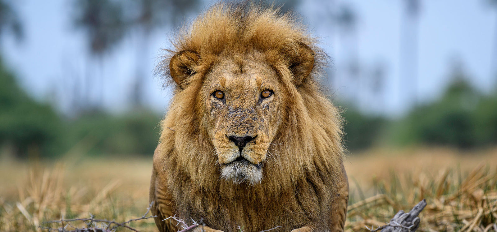 Dusty Boots Travel Qorokwe Lion Close-Up