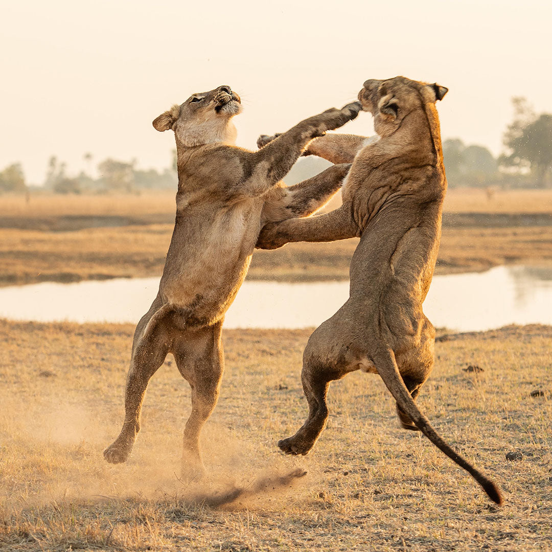 5-Night Wilderness Chitabe: Botswana’s Ultimate Predator Safari