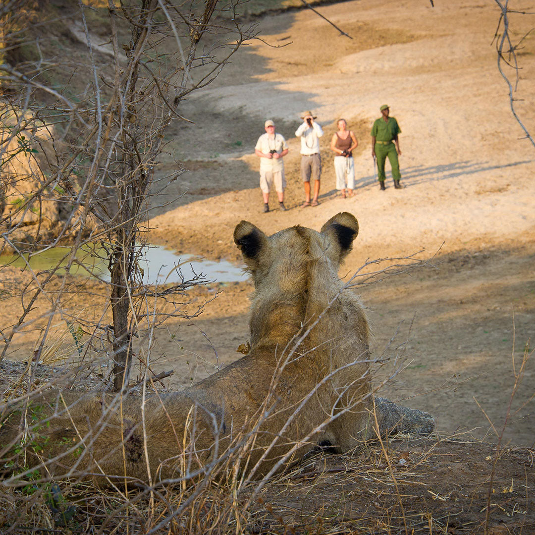 Zambia Photo Safari with Dani Connor &amp; Hannah Stitfall – 8 Nights