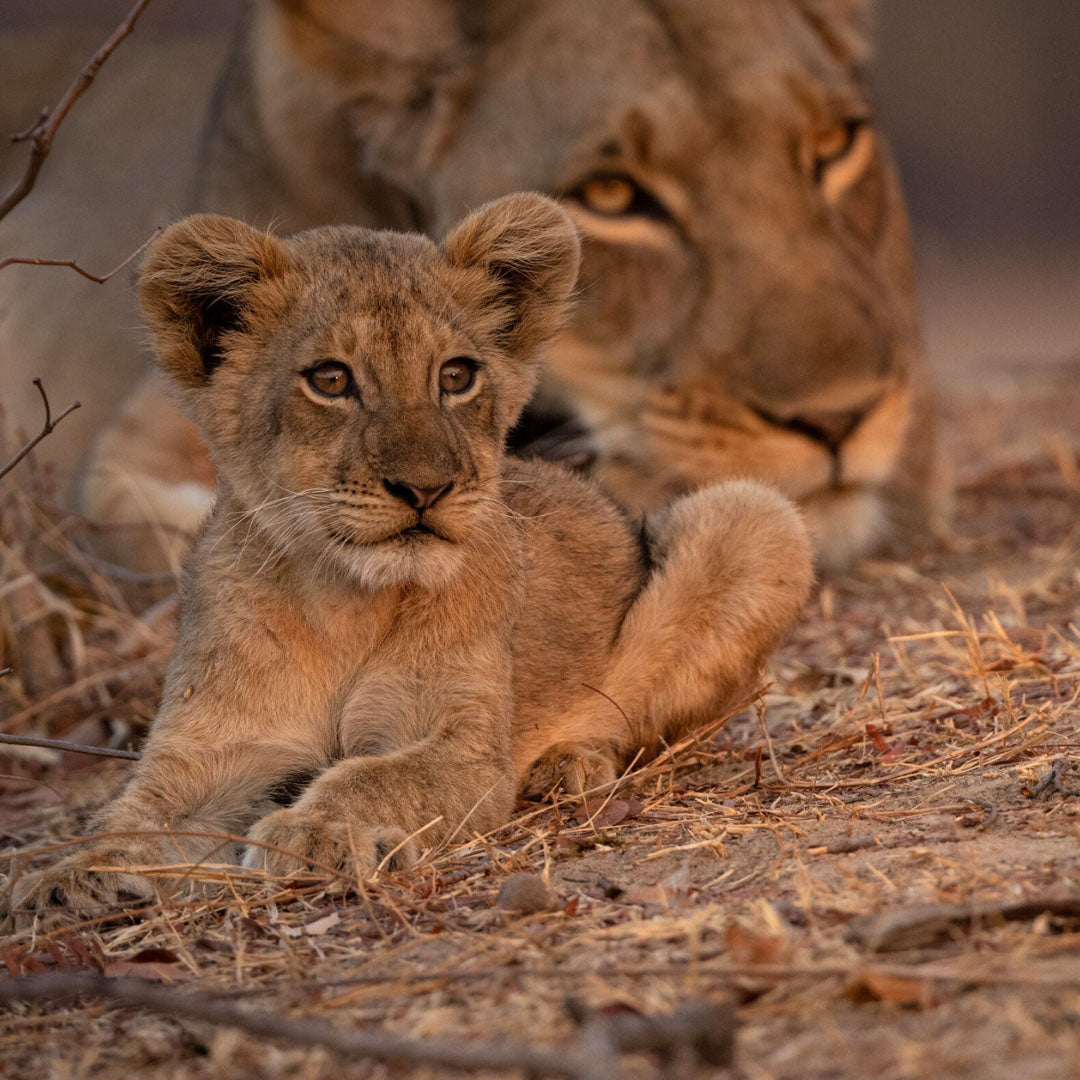 Dusty Boots Travel Sungani Lodge in Zambia Lioness and Cub