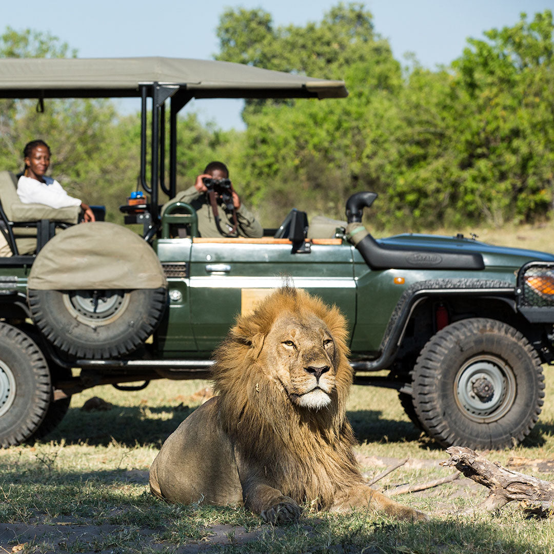 Dusty Boots Travel Okavango Explorer Lion