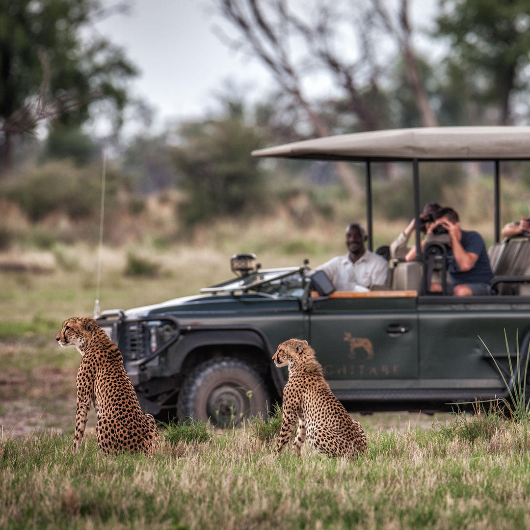 Dusty Boots Travel - Chitabe - Cheetah Guests Game Drive
