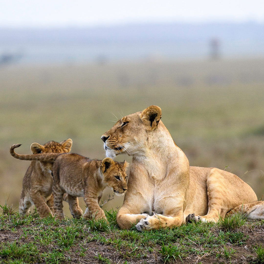 Dusty Boots Travel - Governors Il Moran Camp - Lioness and Cubs