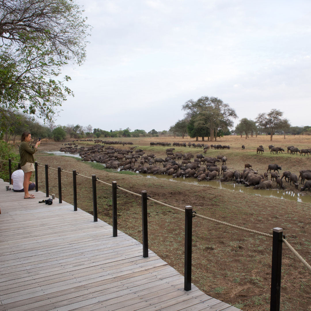 Dusty Boots Travel - Lion Camp - Deck - Buffalo