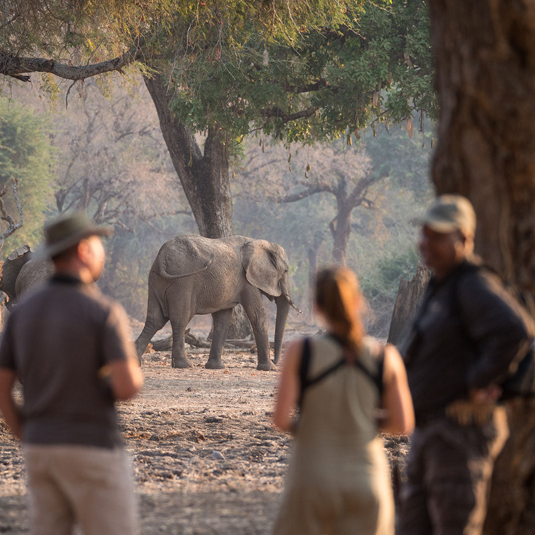 Dusty Boots Travel - Ruckomechi - Mana Pools - Elephant and Guests
