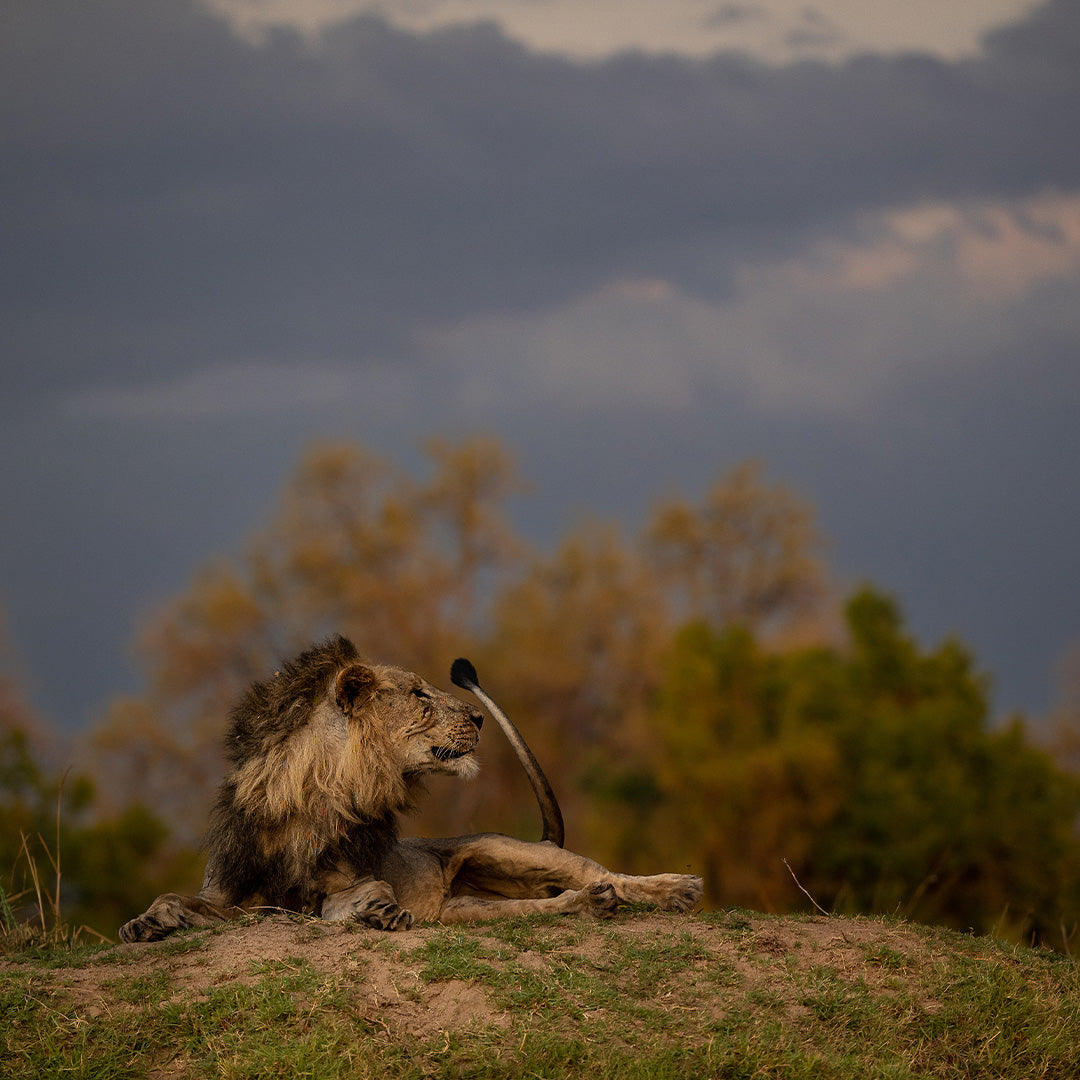 Lion photographed at Sungani Lodge in South Luangwa National Park Zambia