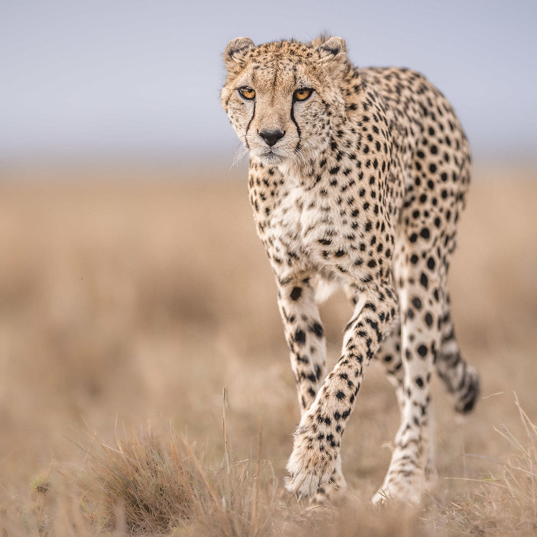 Dusty Boots Travel - Web - Nov 2024 - Governors Camp - Cheetah