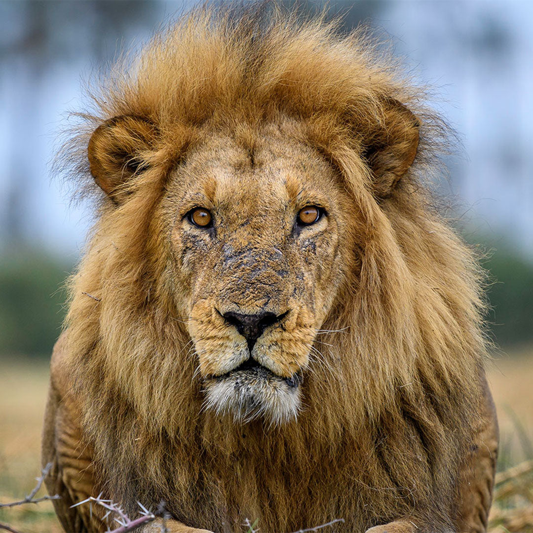 Dusty Boots Travel Qorokwe Lion Close-Up