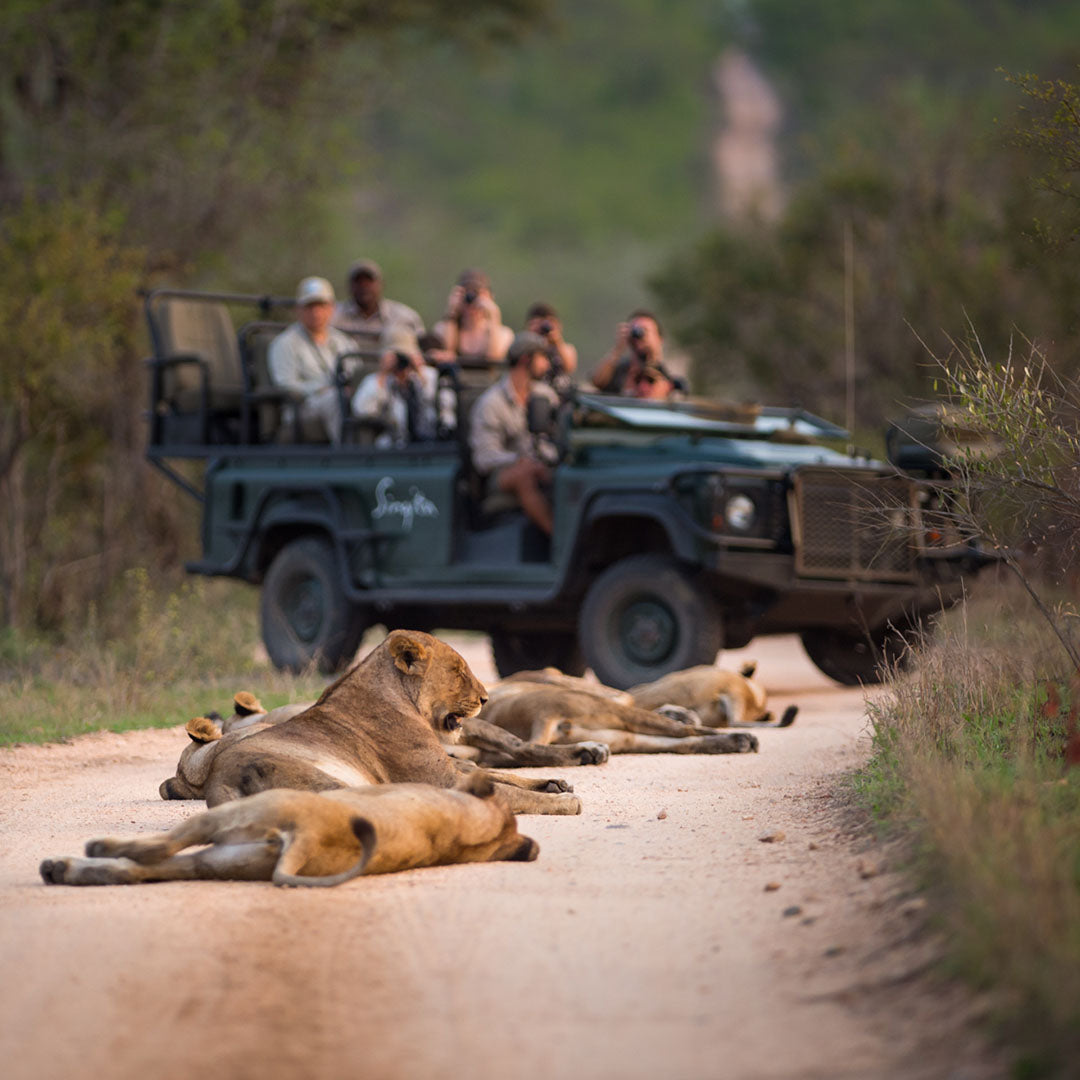 Dusty Boots Travel - Web - Nov 2024 - Singita - Lion Pride and Game Viewer