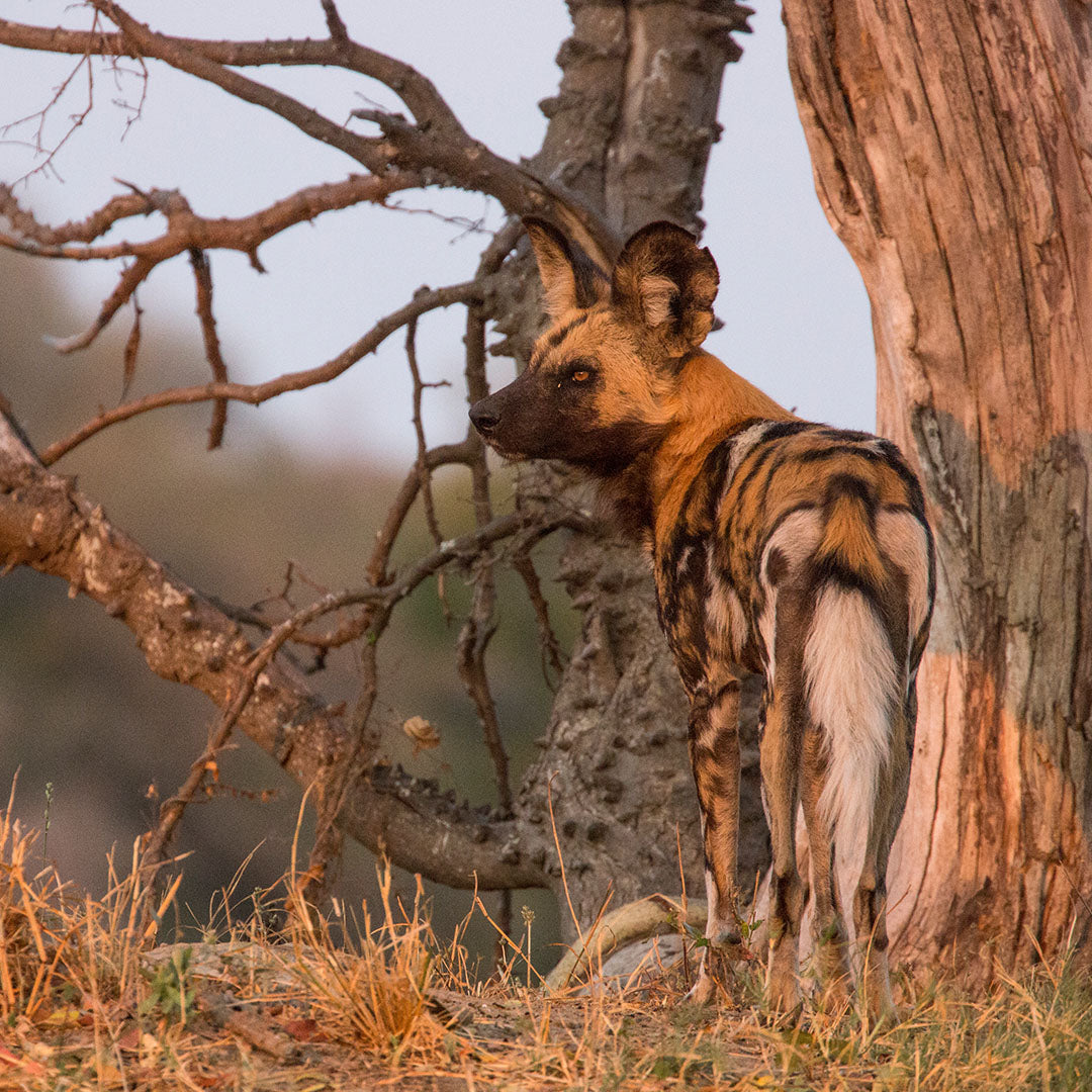 Dusty Boots Travel Duba Explorer Wild Dog