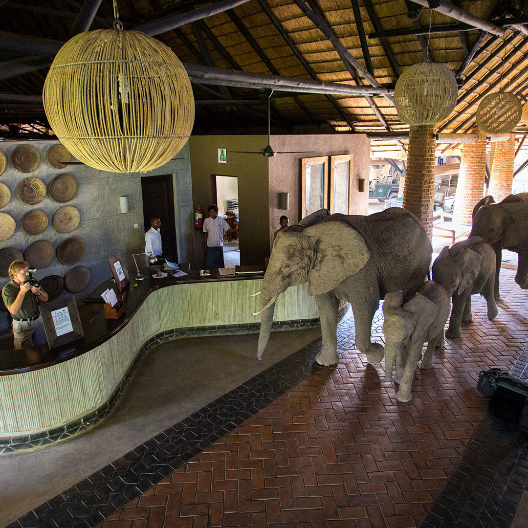 Dusty Boots Travel Mfuwe Lodge Elephant in Lodge