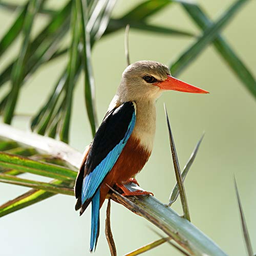 FE 600mm F4 GM Super Telephoto Lens (SEL600F40GM)